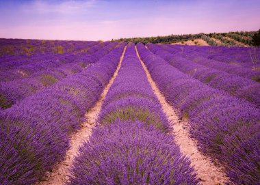 Pembe gökyüzü ve mor sıraları olan güzel lavanta tarlası