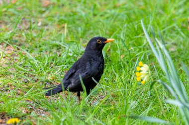 Çimlerin üzerinde ortak bir karatavuğun seçici odağı