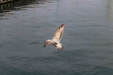 Denizin üzerinde uçan beyaz bir martının yakın plan çekimi.