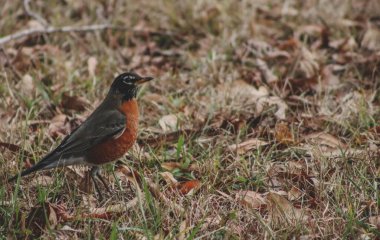 Amerikan Robin Bird 'ün bahçede dikilirken sığ bir odak noktası.