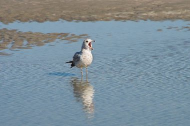 Bir martı, kendisine doğru fırlatılacak küçük bir yemeği bekler.