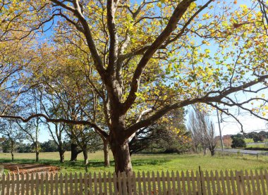 Avustralya 'nın Yeni Güney Galler' indeki Highlands parkındaki ahşap bir çitin yakınındaki bir ağaca yakın plan.