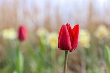 Bahçedeki kırmızı lalenin seçici odak noktası.