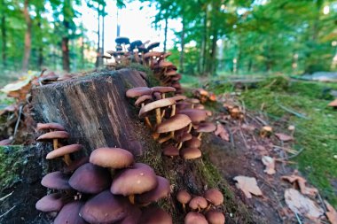 Ağaç gövdesinde yetişen seçici mantar odağı