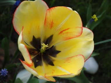 Yeşil yapraklı arka planda sarı bir bahçe lalesinin yüksek açılı makrosu.