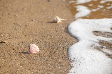 Kumlu bir sahilde deniz kabuklarının yakın plan çekimi.