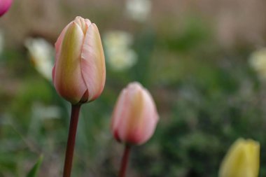Bahçedeki pembe lalenin seçici odak noktası.