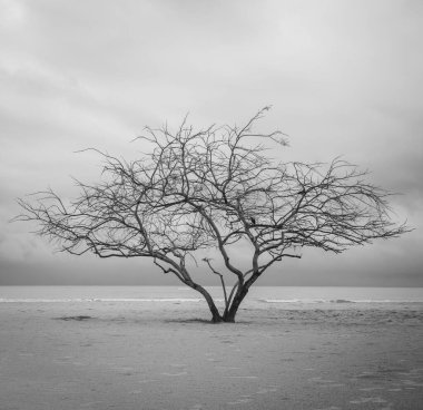 Sis arka planında çıplak dalları olan tek bir ağacın gri ölçekli görüntüsü.