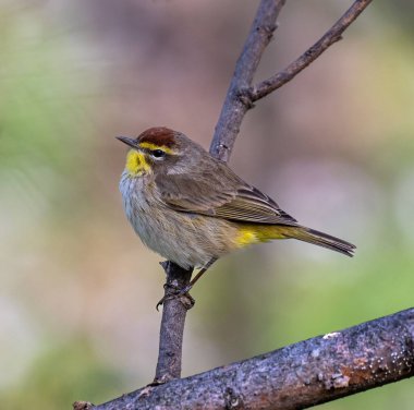 Ağaçtaki bir Dendroica kuşunun yakın plan fotoğrafı.