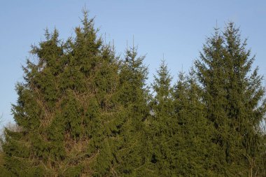 Dahlbruch, Hilchenbach 'da bir ladin ormanı, Kuzey Ren-Vestfalya, Almanya