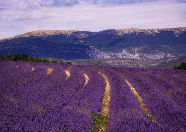 Ufuk çizgisi ve mor çizgileri olan güzel lavanta tarlası