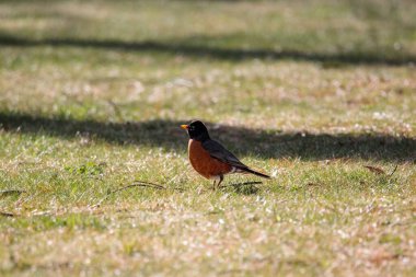 Bir Amerikan bülbülü tarlada