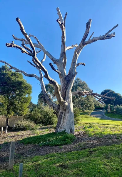 Eine Vertikale Aufnahme Eines Großen Trockenen Baumstamms Freien — Stockfoto