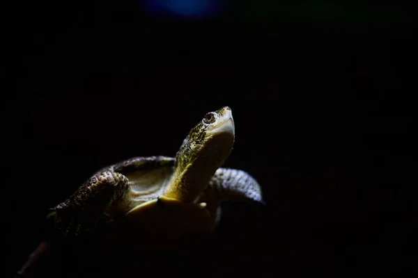 暗い水の中で泳ぐ亀のクローズアップ — ストック写真