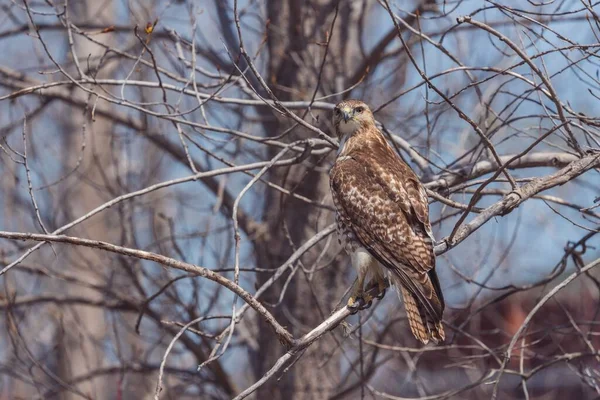 チラシの木の上に座っているAcipitrinaeの閉鎖 — ストック写真