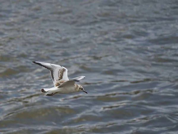 Gaviota Volando Sobre Río Concepto Libertad — Foto de Stock