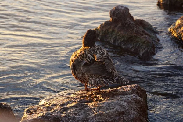 Divoká Kachna Skalnatém Pobřeží Při Západu Slunce — Stock fotografie