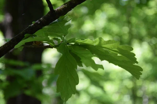 Gros Plan Des Feuilles Chêne Dans Une Forêt — Photo