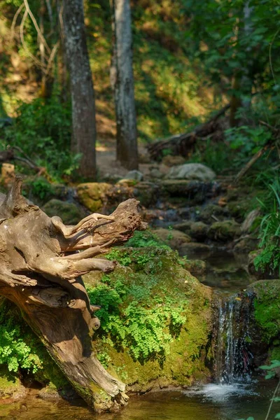 巨木の根を持つ高い山の川の緑豊かな風景と透明な水の滝 — ストック写真