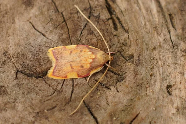 Zbliżenie Kolorowe Żółty Różowy Mały Dąb Skeletonizer Moth Carcian Quercana — Zdjęcie stockowe