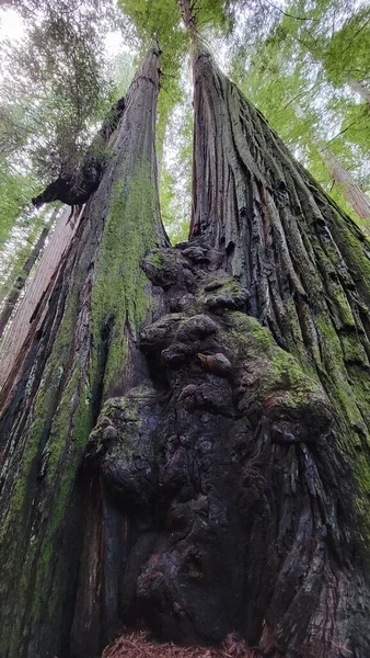 Humboldt Redwoods State Park Duale Boom — Stockfoto