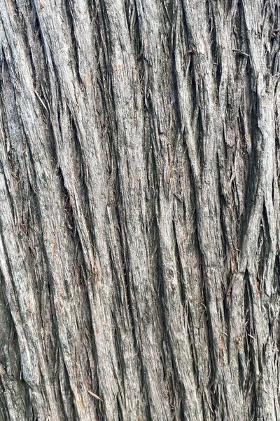 Крупный План Грубой Поверхности Коры Ствола Старого Кипарисового Дерева — стоковое фото