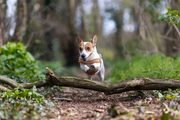 Shallow Focus Cute Jack Russell Terrier Puppy Collar Jumping Broken — Stock Photo, Image