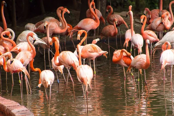 Flock Rosa Flamingos Vattnet — Stockfoto