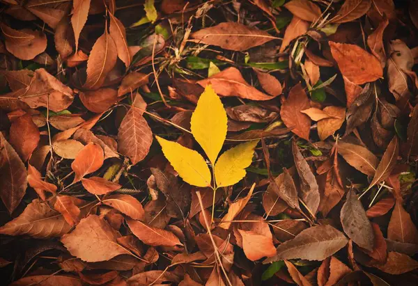 Closeup Yellow Fall Leaf Laying Ground Top Red Small Leaves — Stock Photo, Image