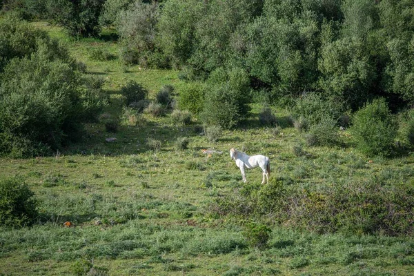 Красивый Кадр Белой Лошади Поле — стоковое фото