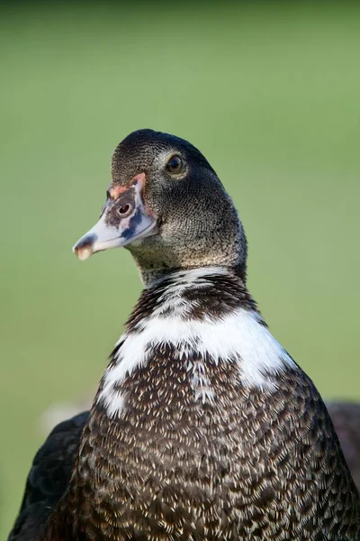 Colpo Messa Fuoco Selettiva Adorabile Anatra Moscovia Sfondo Sfocato — Foto Stock