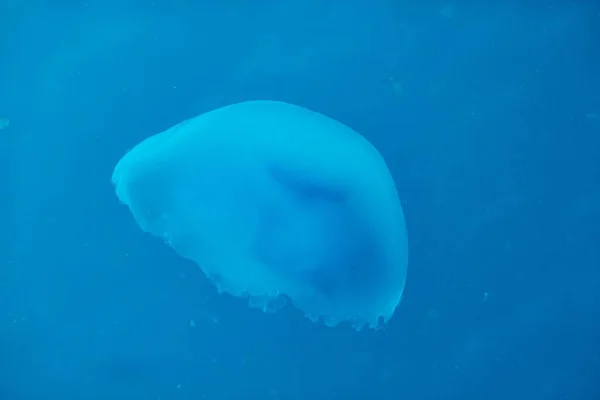 Beautiful Shot Jellyfish Underwater Red Sea — Stock Photo, Image
