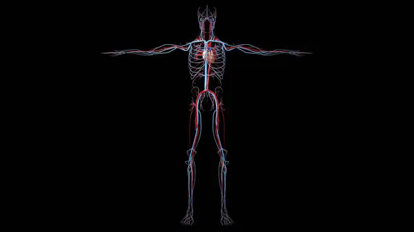 Візуалізація Кровоносної Системи Людини — стокове фото