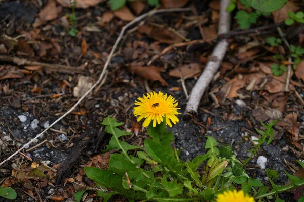 Ormanda Sarı Karahindiba Üzerinde Küçük Bir Böcek — Stok fotoğraf