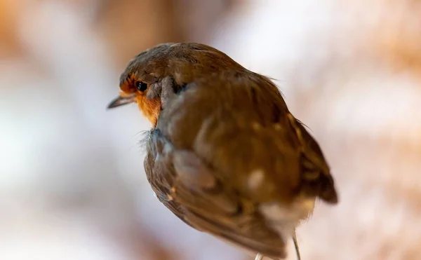 Gros Plan Magnifique Merle Européen Perché Sur Une Branche Sur — Photo