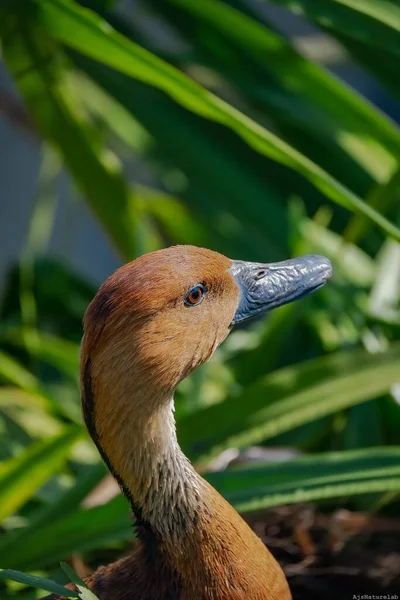 一只毛茸茸的鸭头与青草交汇的特写镜头 — 图库照片