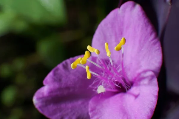 Uma Flor Roxa Tradescantia Pallida — Fotografia de Stock