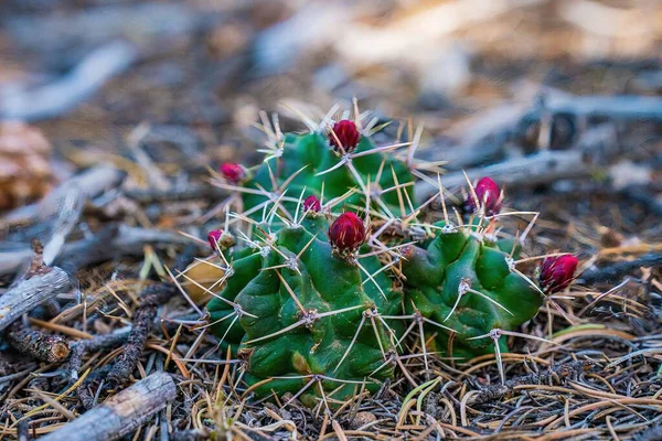 Foco Selectiv Flores Rojas Cactus Erizo Escarlata Desierto Entre Ramas —  Fotos de Stock