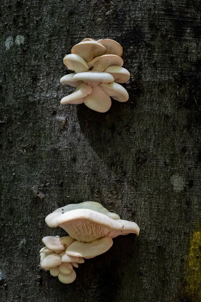 Świeże Grzyby Ostryg Płucnych Lesie Martwym Buku — Zdjęcie stockowe