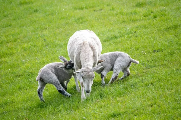 Les Moutons Dans Champ Vert — Photo