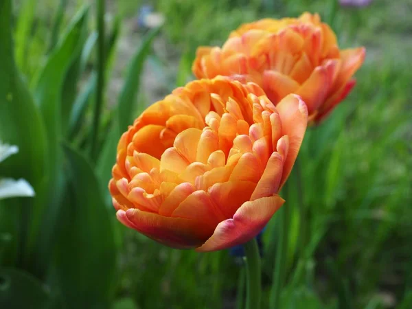 Primer Plano Tulipanes Naranjas Floreciendo Jardín — Foto de Stock