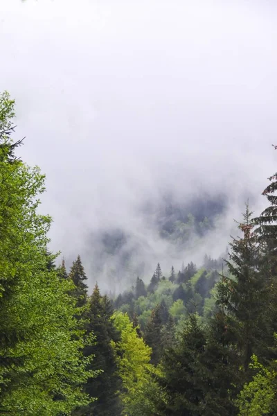 Pionowe Ujęcie Lasu Okrytego Mgłą Karpatach Rumunii — Zdjęcie stockowe