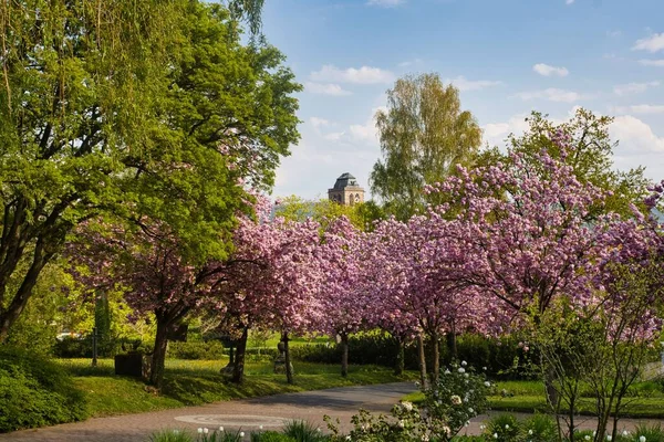 Цветущие Вишни Парке — стоковое фото
