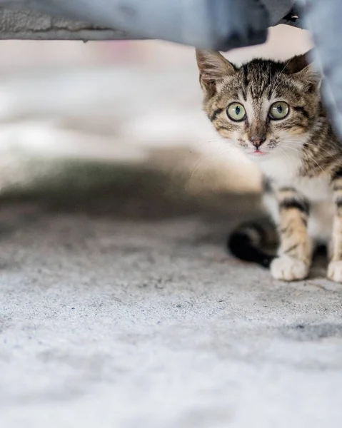 Tiro Vertical Pequeno Gato Com Olhos Verdes Olhando Para Câmera — Fotografia de Stock