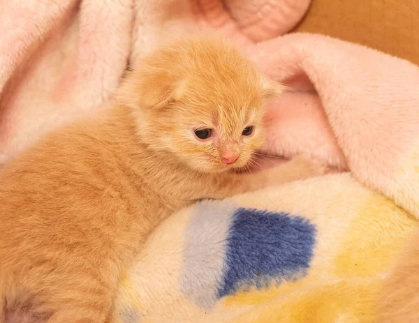 Μια Χαριτωμένη Καφέ Γάτα Ξαπλωμένη Στην Κουβέρτα — Φωτογραφία Αρχείου