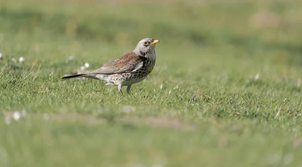 Widok Bliska Małego Ptaka Fieldfare Siedzącego Zielonej Trawie — Zdjęcie stockowe