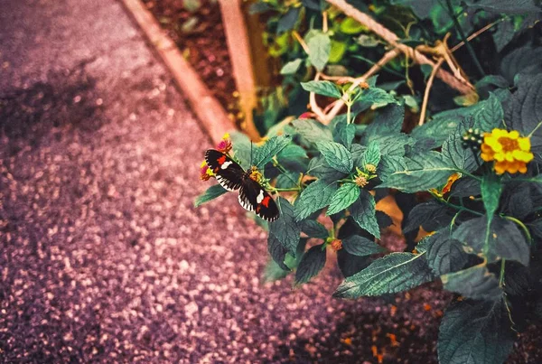 Una Hermosa Mariposa Cartero Una Hermosa Flor Jardín — Foto de Stock