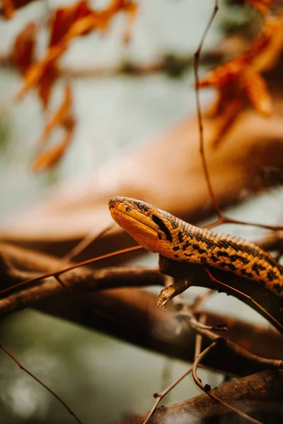 Svislý Pohled Hlavu Žluté Anakondy Větvi — Stock fotografie