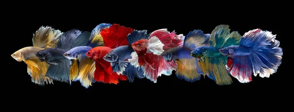 Ένα Σύνολο Πολύχρωμων Σιαμαίων Ψαριών Μάχης Κοινώς Γνωστό Betta Ένα — Φωτογραφία Αρχείου