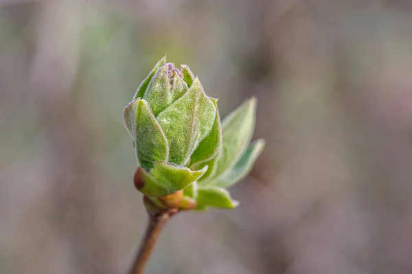 Detailní Pohled Zelenou Rostlinu — Stock fotografie